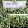 Искусственная трава Sportfloor TURF 50/13s