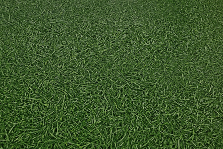 Линолеум IVC NEO  Grass  25